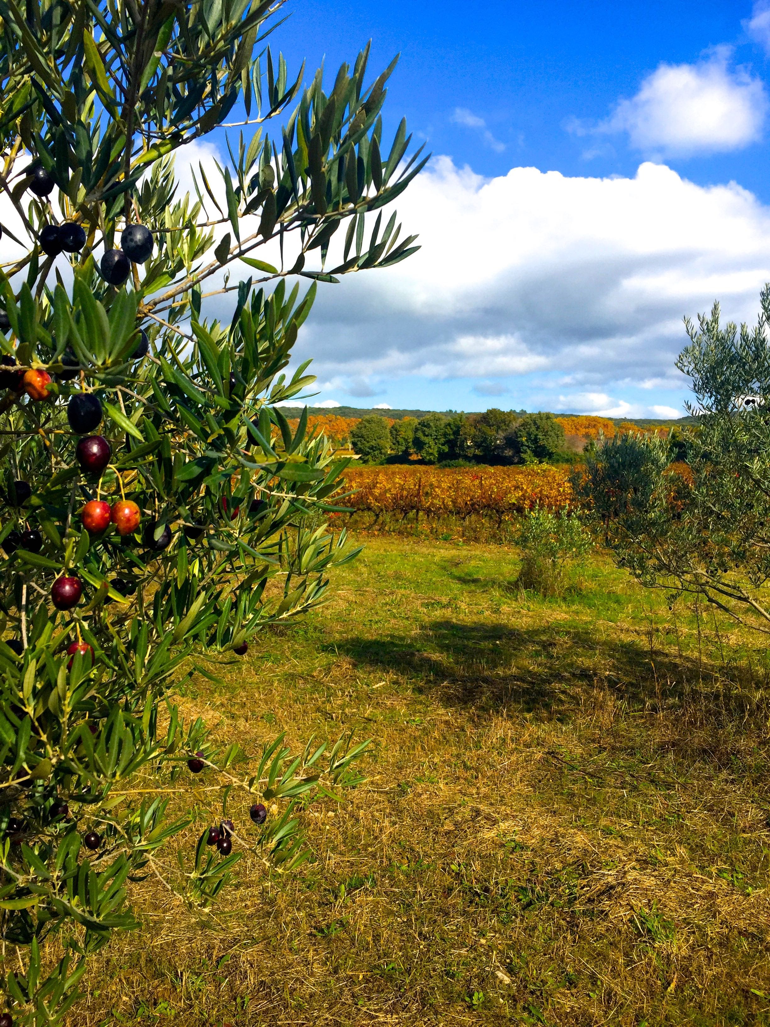 Olives everywhere