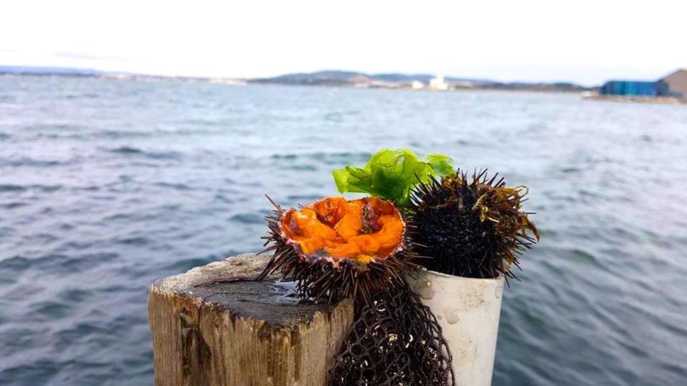 Sea urchin from Sete
