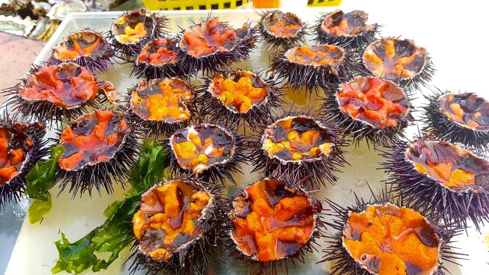 urchin 2