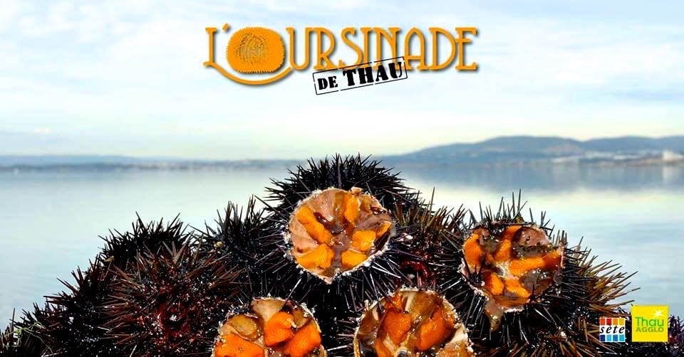 urchin 3