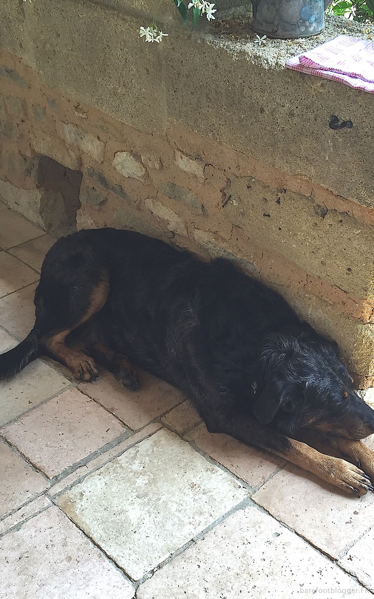Pet chien at Mas d'Augustine