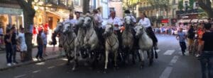 Abrivado in Uzes for Fete Votive 2016