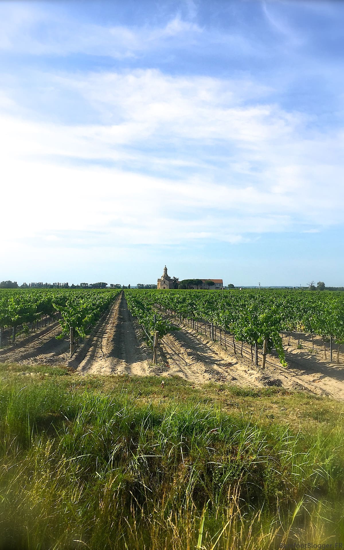 French Vineyard