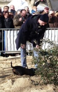 Uzes Black Truffle Festival