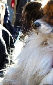 Uzes Black Truffle Festival