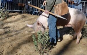 Uzes Black Truffle Festival