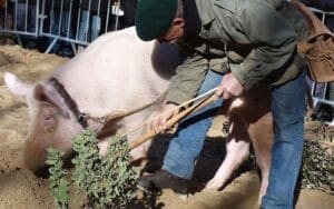 Uzes Black Truffle Festival