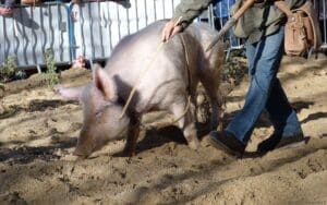 Uzes Black Truffle Festival