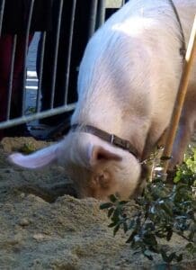Uzes Black Truffle Festival