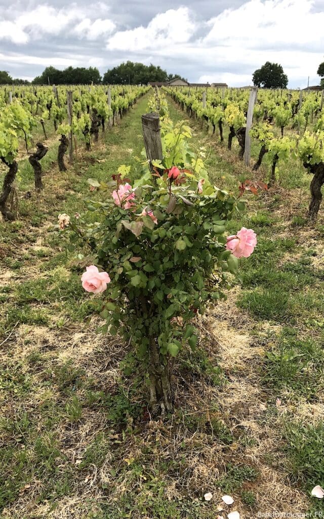 Wine tour Bordeaux