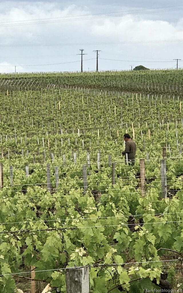 Wine tour Bordeaux