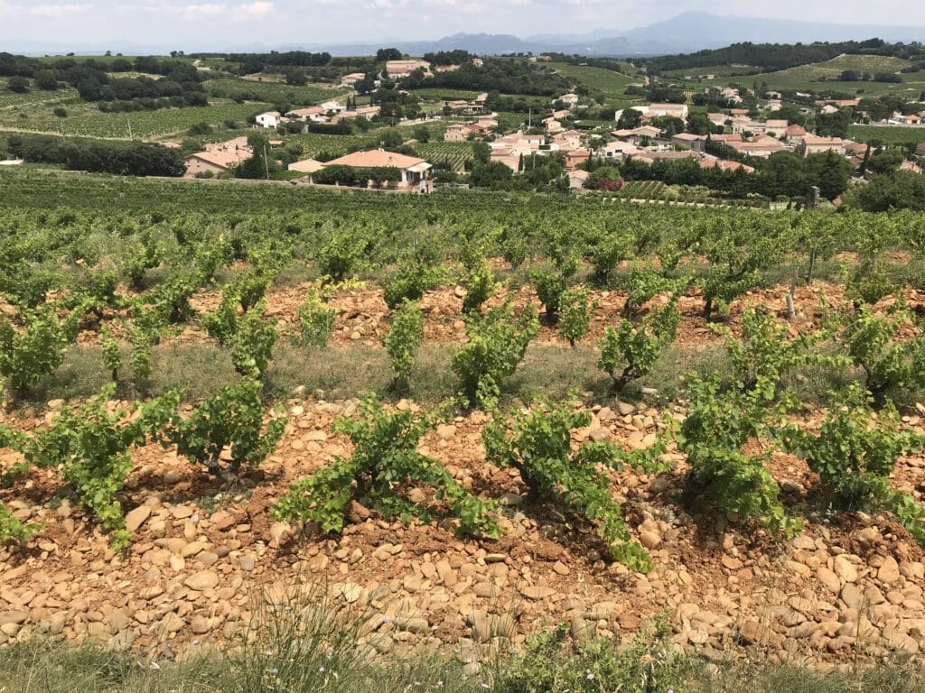 Chateauneuf-du-Pape Wine Tour