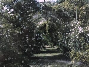 Behind French garden walls