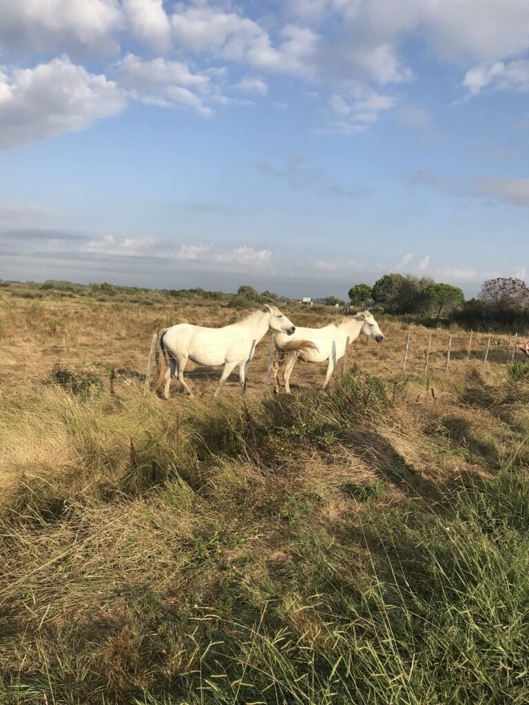 memories-tour-2018-camargue-and-aigues-mortes