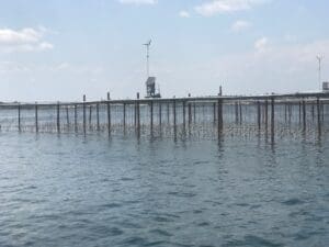 Best oysters in France