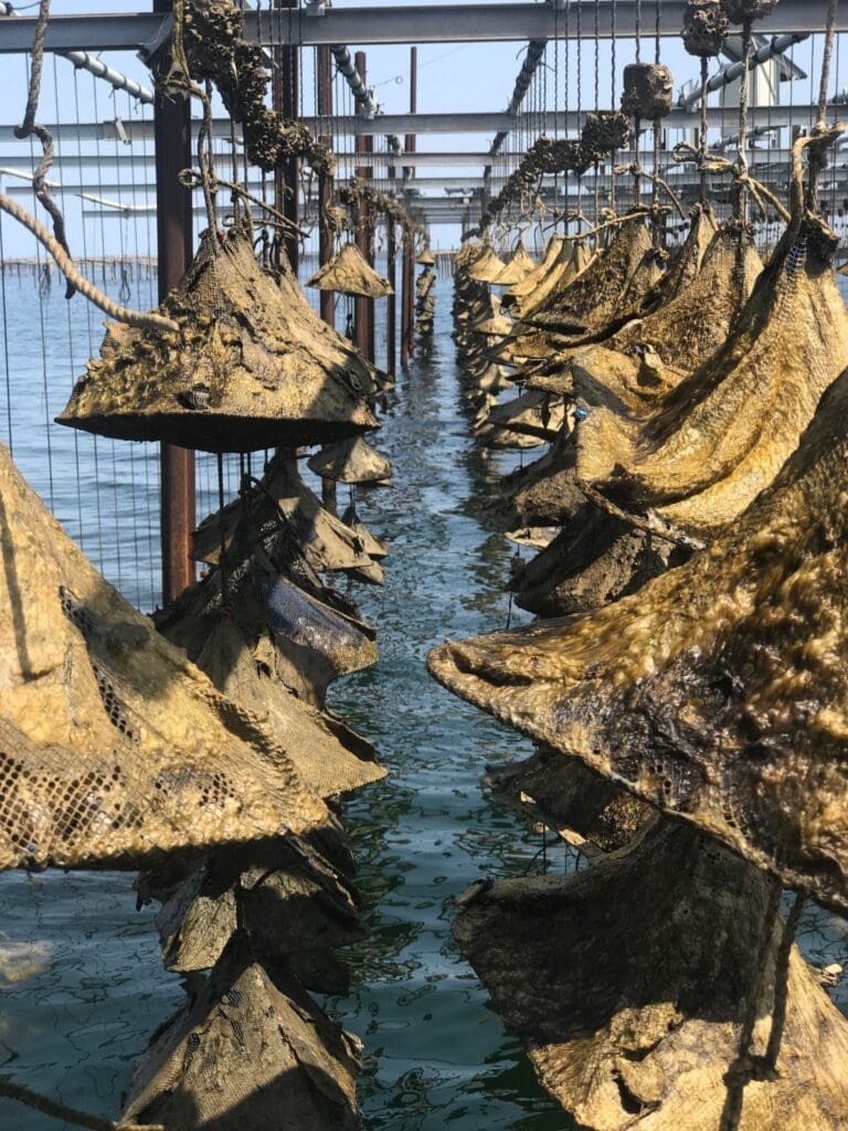 Best French oysters