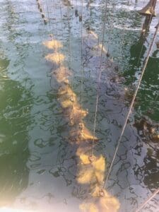 Best oysters in france