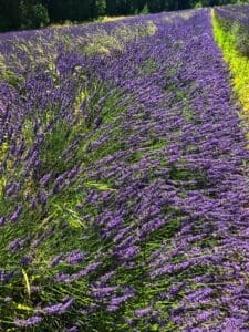 Lavender fields near Uzès