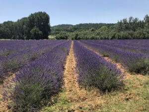 Lavender fields near Uzès