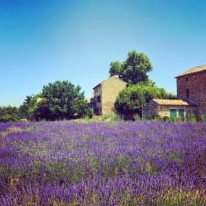 Lavender fields near Uzès