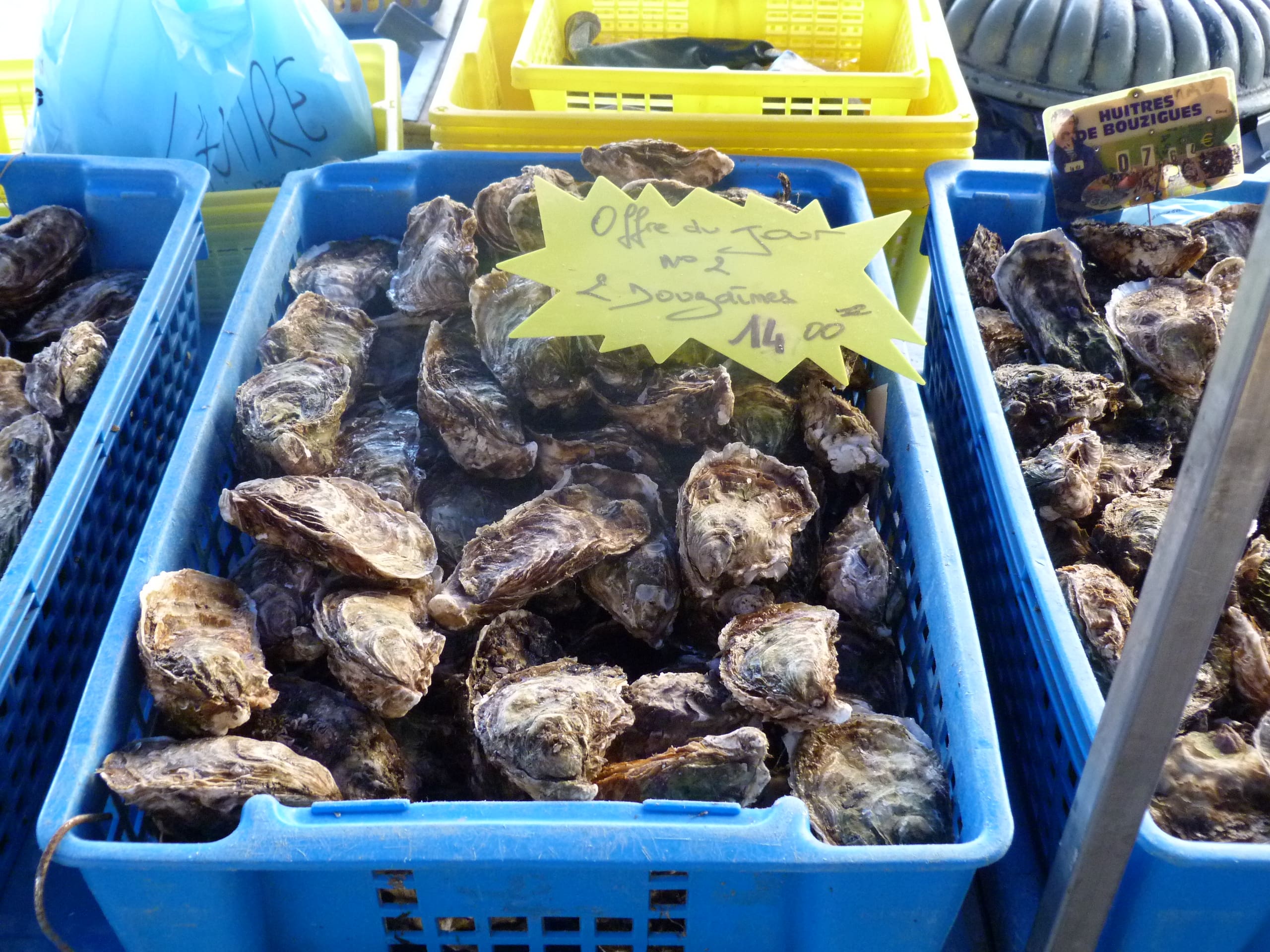 best oysters in the world