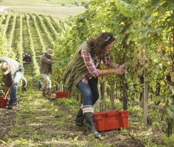 grape harvest in southern France