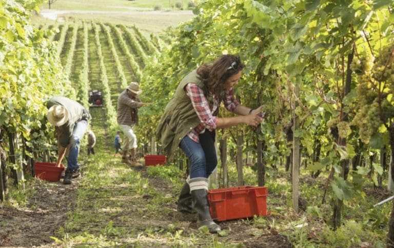 grape harvest in southern France