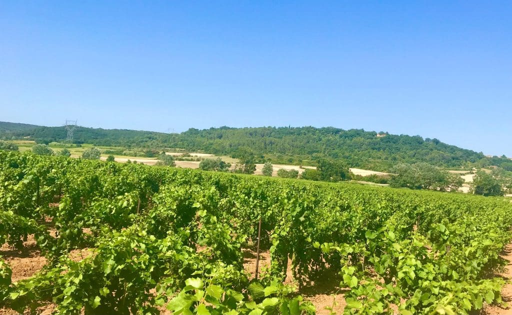 South of France wines are captivating the world