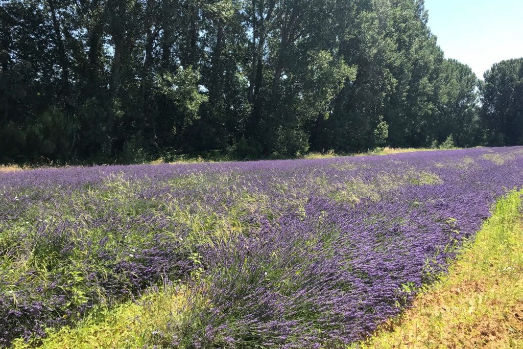 best lavender fields in the south of France